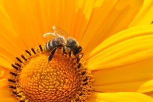 betydningen af drømme om en bi - drømmetydning bier som drømmesymbol