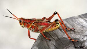 betydningen af drømme om insekter - drømmetydning insekt som drømmesymbol