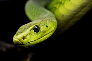 betydningen af drømme om slange - drømmetydning slanger som drømmesymbol
