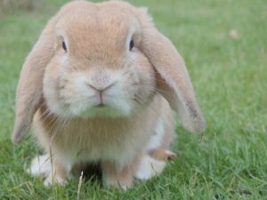 betydningen af drømme om kaniner - drømmetydning kanin som drømmesymbol