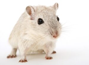 betydningen af drømme om en rotte - drømmetydning rotter som drømmesymbol