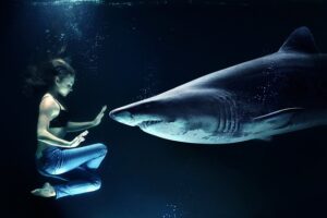 betydningen af drømme om hajer - drømmetydning haj som drømmesymbol