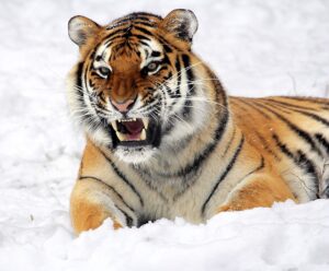 betydningen af drømme om tigre - drømmetydning tiger som drømmesymbol