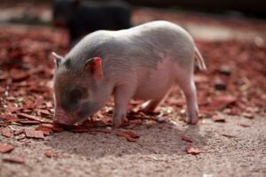 betydningen af drømme om en gris- drømmetydning gris som drømmesymbol