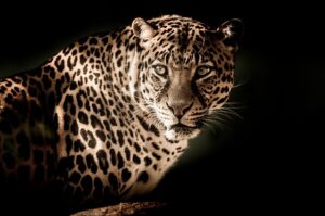 betydningen af drømme om leopard - drømmetydning leopard som drømmesymbol