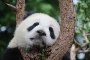 betydningen af drømme om panda - drømmetydning panda som drømmesymbol